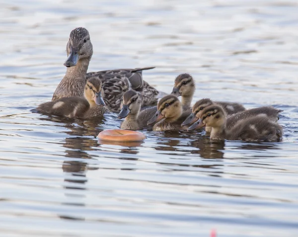 Patos y rosquillas — Foto de Stock