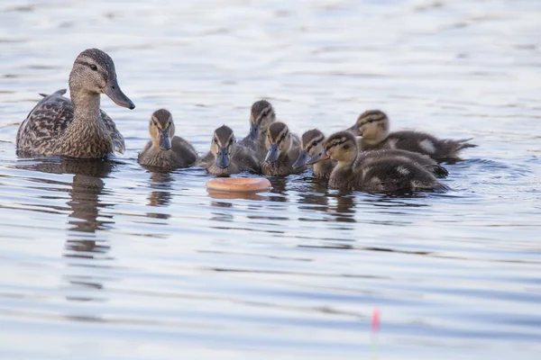 Ördek yavrusu ve simit — Stok fotoğraf