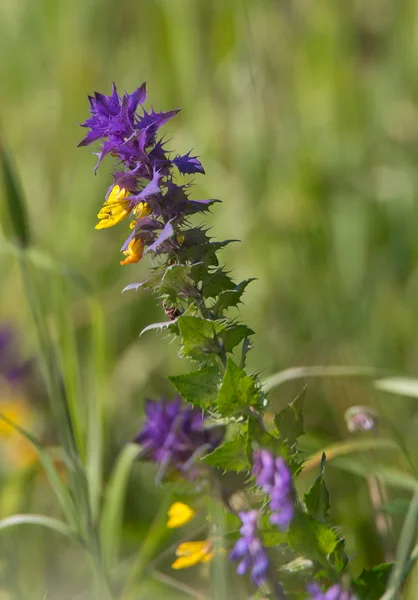 Melampyrum nemorosum — Fotografia de Stock