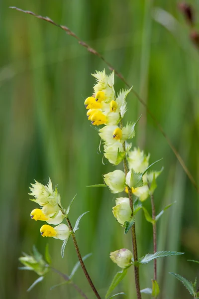 Rhinanthus minor — Zdjęcie stockowe