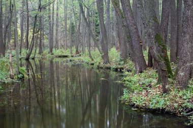 Sonbahar yaprağı düşüyor