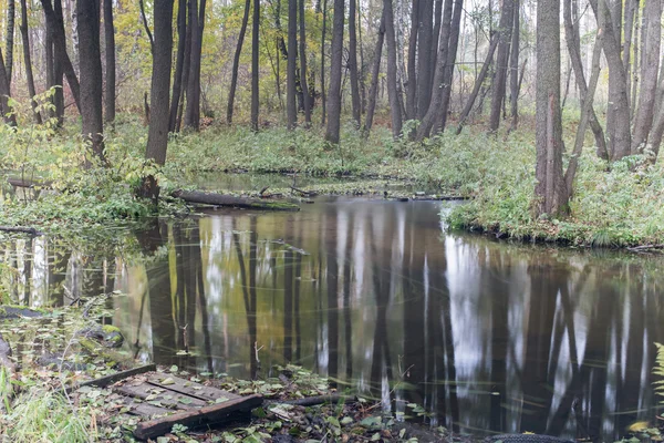 Autunno caduta foglia — Foto Stock