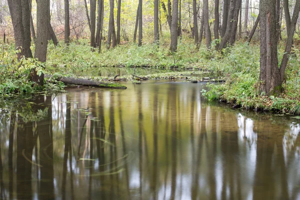 Autunno caduta foglia — Foto Stock