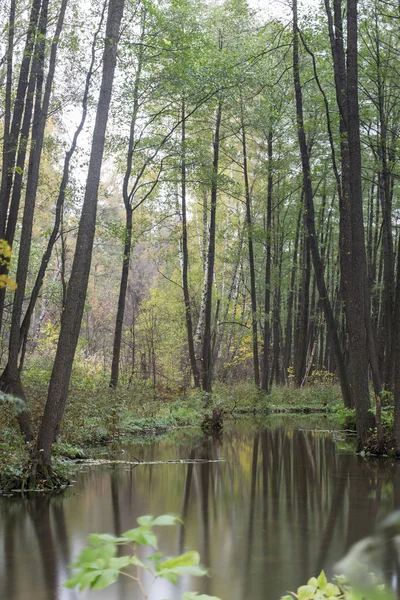 Autunno caduta foglia — Foto Stock