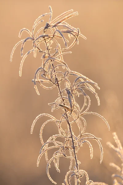 Saule-herbe d'automne — Photo