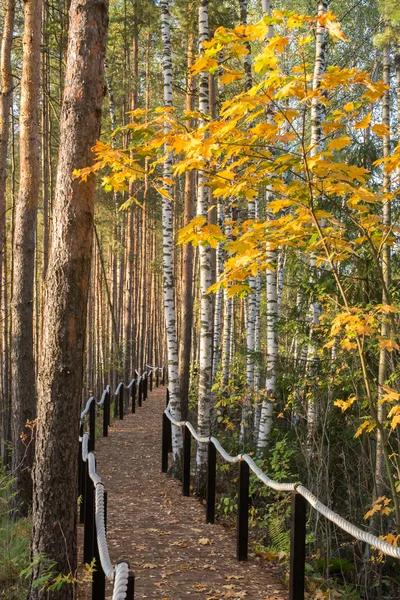 Herfst in het arboretum — Stockfoto