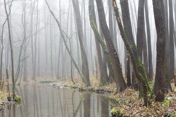 Nebel im Erlenhain Stockbild