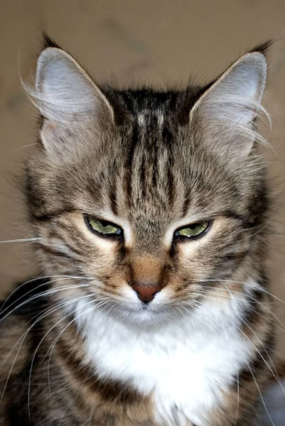 Piękny Kot Dżungli Zielonymi Oczami Imieniu Krym — Zdjęcie stockowe