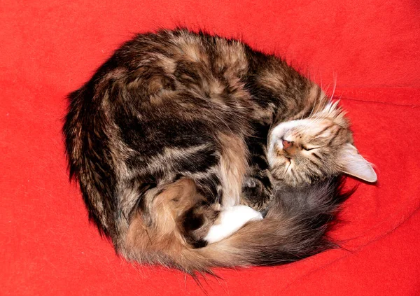 Hermoso Gato Duerme Sobre Una Manta Roja Acurrucada Una Pelota — Foto de Stock