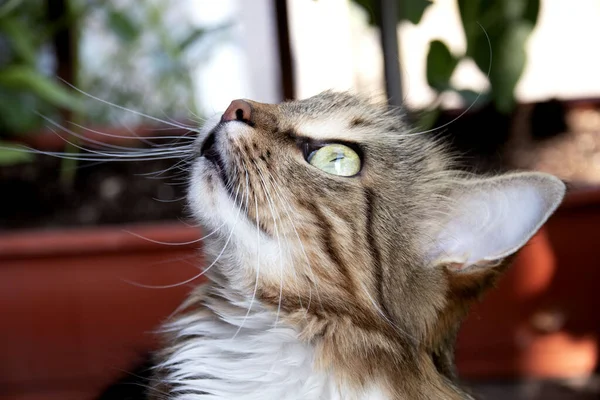 Een Mooie Kat Met Groene Ogen Kijkt Omhoog — Stockfoto