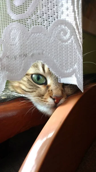 猫は台所のカーテンの後ろに隠れて 何が起こっているかを片目で見ています — ストック写真