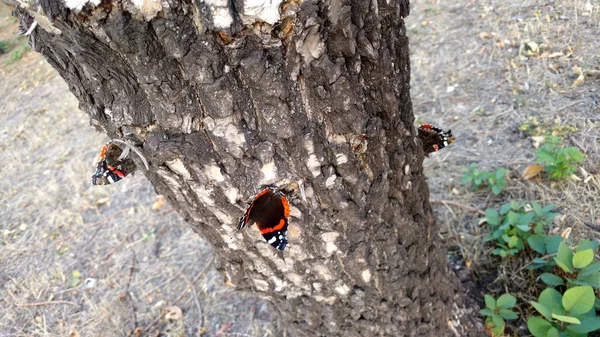 Admiral Schmetterlinge Vanessa Atalanta Auf Einem Baumstamm — Stockfoto