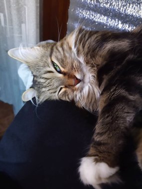 Kırım adında bir kedi sahibinin gömleğinin üstünde uyur. Uyuyan kedi bakışı.