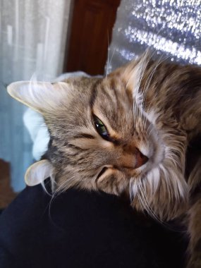 Kırım adında bir kedi sahibinin gömleğinin üstünde uyur. Uyuyan kedi bakışı.