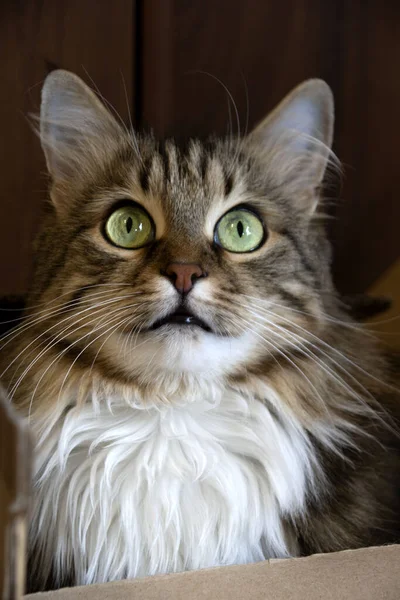 Cat Named Crimea Closely Watching What Happening Street — Stock Photo, Image