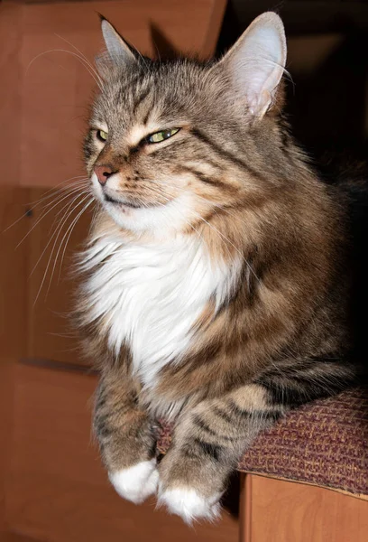 Kırım Isimli Kedi Gözlerini Kıstı Odada Neler Olduğunu Izledi — Stok fotoğraf