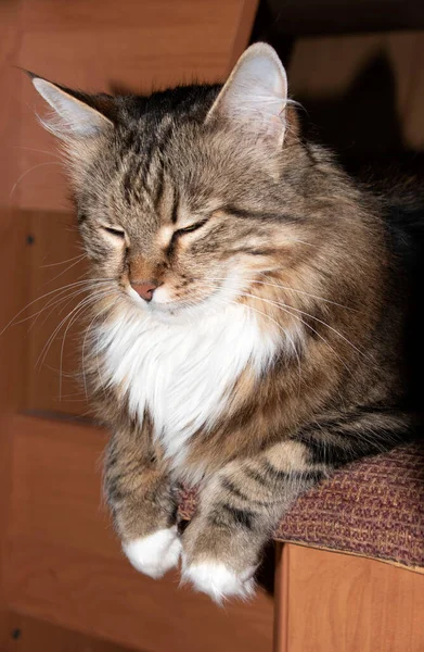 Cat Named Crimea Sleeping Kitchen Stool Sleeping Cat Closed Eyes — Foto de Stock