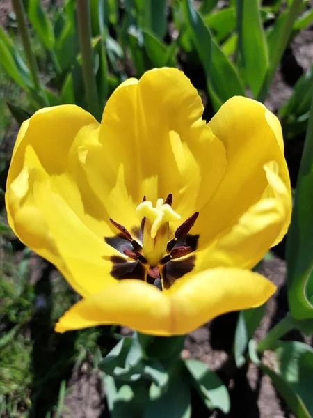 Открытый Крупным Планом Цветок Тюльпана Фоне Зелени — стоковое фото