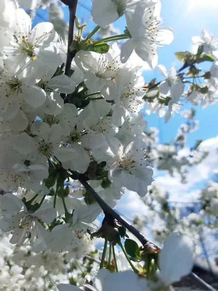 Cereja Primavera Floresce Contra Céu Azul Close — Fotografia de Stock