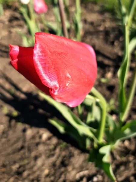 Цветущий Тюльпан Крупным Планом Фоне Зелени — стоковое фото