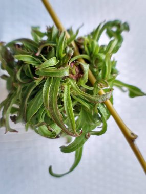 Willow yavruları yakın çekimde bırakır. Yaprak dokusu. Makro doğa.