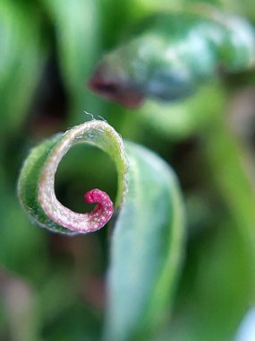 Willow yavruları yakın çekimde bırakır. Yaprak dokusu. Makro doğa.