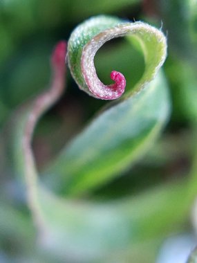 Willow yavruları yakın çekimde bırakır. Yaprak dokusu. Makro doğa.
