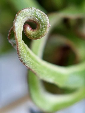Willow yavruları yakın çekimde bırakır. Yaprak dokusu. Makro doğa.
