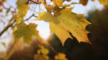 akçaağaç yaprağı