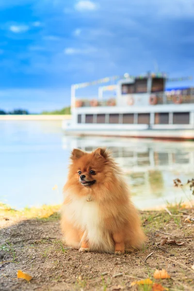 Muelle parapeto de Pomerania sobre el fondo de yates — Foto de Stock