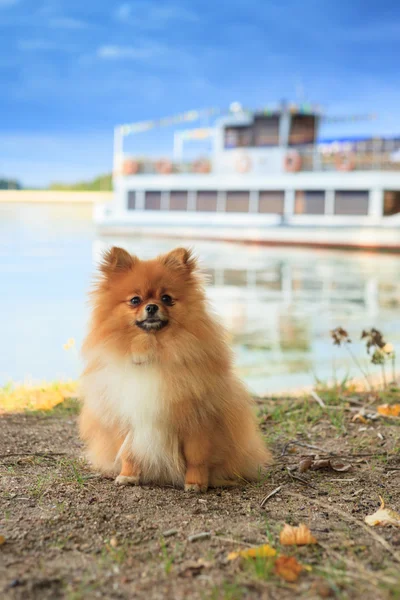 Pomeranian parapet quay Yatlar arka plan üzerinde — Stok fotoğraf