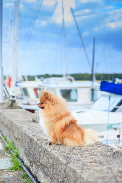 Pomeranian parapet quay no fundo de iates — Fotografia de Stock