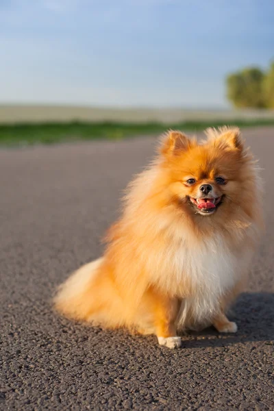 Pomeranian yolda — Stok fotoğraf