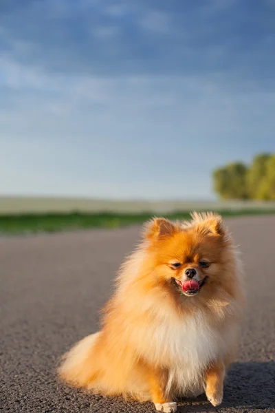 Pomeranian yolda — Stok fotoğraf