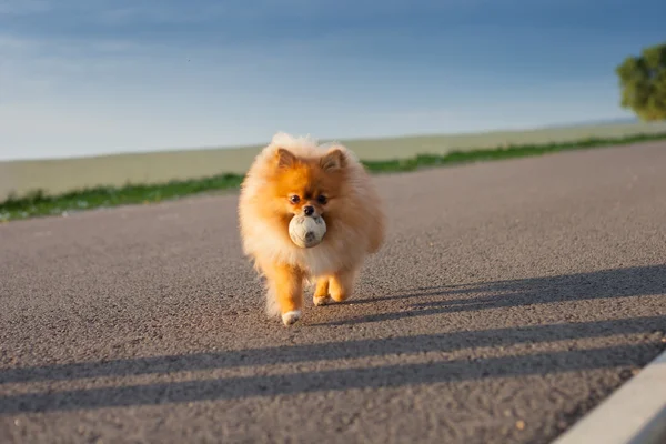 Pomeranian jugando con una pelota en el camino — Foto de Stock