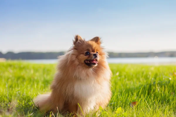 Cãozinho da Pomerânia na grama — Fotografia de Stock