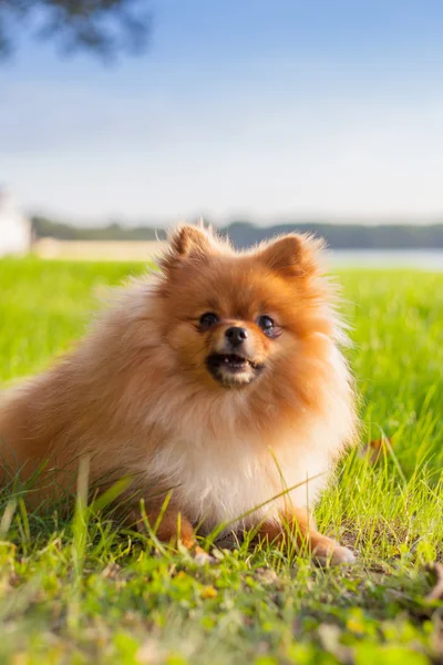 Pomeranian valp på gräs — Stockfoto