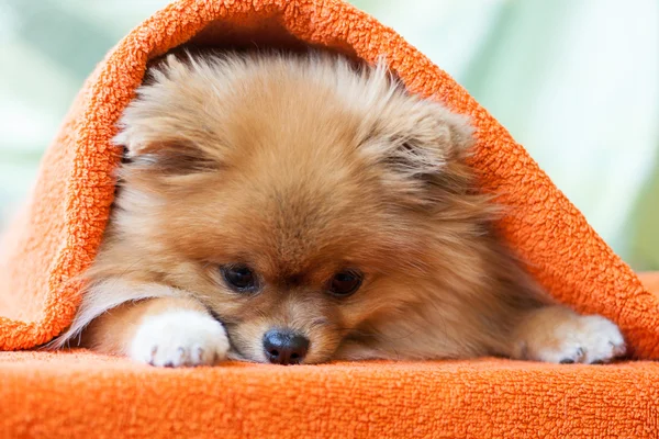 Pomeranian puppy with ladybirds — Stock Photo, Image