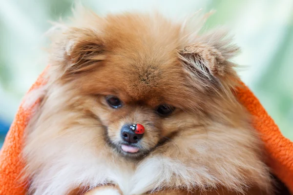 Pomeranian valp med nyckelpigor — Stockfoto