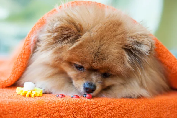 テントウムシとポメラニアンの子犬 — ストック写真