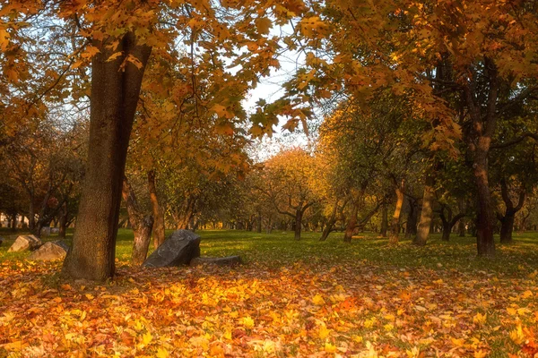 Gyllene blad på gren, hösten trä med solstrålarna — Stockfoto
