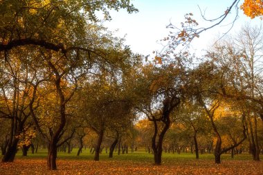 Dalı, güneş ışınları ile sonbahar ahşap altın yaprağı