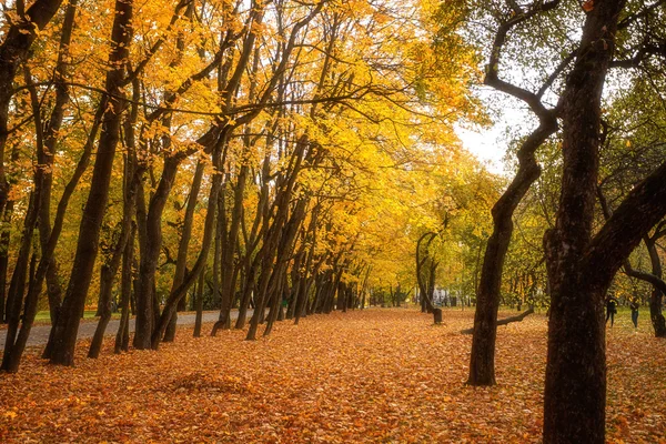 Foglie d'oro su ramo, legno autunnale con raggi di sole — Foto Stock