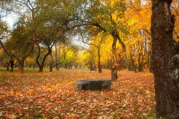 Feuilles dorées sur branche, bois d'automne avec rayons du soleil — Photo