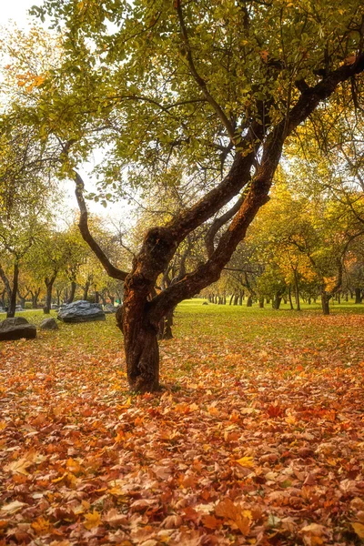 Goldene Blätter am Ast, Herbstholz mit Sonnenstrahlen — Stockfoto