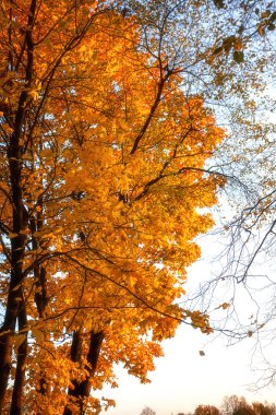 Dalı, güneş ışınları ile sonbahar ahşap altın yaprağı
