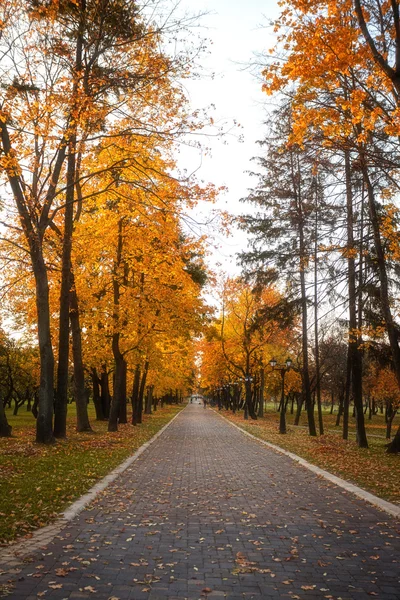 Złote liście na gałąź, autumn drewno z promieni słonecznych — Zdjęcie stockowe