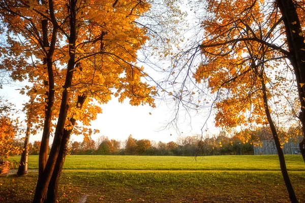 Hojas doradas en rama, madera otoñal con rayos de sol —  Fotos de Stock