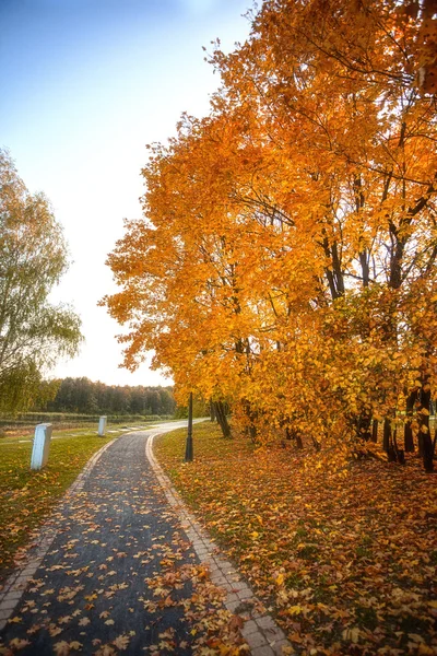 Goldene Blätter am Ast, Herbstholz mit Sonnenstrahlen — Stockfoto