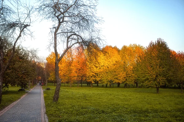 Goldene Blätter am Ast, Herbstholz mit Sonnenstrahlen — Stockfoto